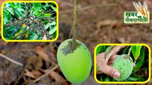 Kokan Crop Loss, Alphonso Mango Damage, Cashew Crop Crisis, Maharashtra Agriculture, Climate Change Impact, Kokan Farmers, Hapus Amba Nuksan, Ratnagiri News, Sindhudurg News, Rice Crop Damage,