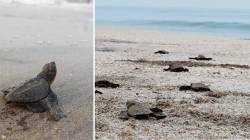 अन् कासवांची शेकडो पिल्ले अथांग सागराच्या दिशेने निघाली….