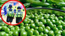 सरकारचा अजब निर्णय! ३० रुपयांना मिळणारा वाटाणा १३० रुपये किलोने खरेदी