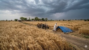 Unseasonal rain in Jalna Maharashtra | Wheat crop damage risk Jalna