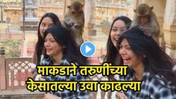 आईशप्पथ, केसातल्या उवा शोधण्यासाठी तरुणींच्या डोक्यावर बसलं माकड…. पुढे त्याने असं काही केलं की, VIDEO पाहून अंगावर येईल काटा