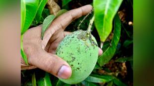 Konkan Alphonso Hapus mango crop damage due to unseasonal rain | Devgad Hapus mango market rates 2026 | Maharashtra mango farmers compensation demand | Ratnagiri Hapus production loss news
