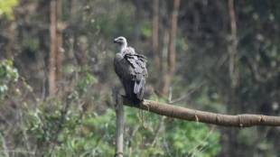 White-rumped vultures released in Assam wild | Vulture Conservation Breeding Centre Rani Guwahati | Endangered bird species conservation India | Wildlife protection Assam forest department