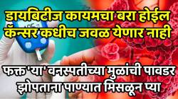 डायबिटीज कायमचा बरा होईल; कॅन्सर कधीच जवळ येणार नाही; फक्त ‘या’ वनस्पतीच्या मुळांची पावडर झोपताना पाण्यात मिसळून प्या