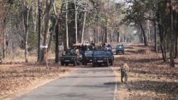 Video: ताडोबातल्या ‘कॉलरवाली’चा ऐटदार रोड शो! पुढे वाघीण, मागे जिप्सींचा ताफा!