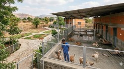 भटक्या श्वानांबाबत महापालिकेचा मोठा निर्णय ! शस्त्रक्रिया झाल्यानंतर…