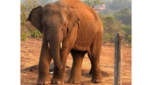 Wild elephant Omkar in Sawantwadi Netarde | Konkan human-animal conflict news | Maharashtra Goa border elephant menace