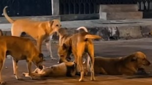 Stray dog menace in Vasai Virar | Nalasopara rabies death case girl | VVCMC dog sterilization center | Rabies vaccination drive Maharashtra news