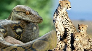 Rajiv Gandhi Zoological Park Katraj Pune | New animals in Pune Zoo Anaconda Baboon | Pune Municipal Corporation Budget 2026 Zoo Development | International standard wildlife conservation Pune Maharashtra