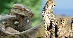 Pune Budget: पुण्यात येणार ‘ॲनाकोंडा’, ‘बबून’ आणि विदेशी प्राणी !