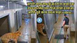 बाबो! मुलीसमोर साक्षात काळ उभा ठाकला; सिंहाच्या पिंजऱ्यात नेमकं काय घडलं? काळजाचा ठोका चुकवणारा थरारक Video