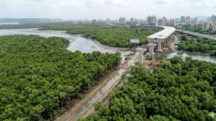 MMRDA Thane Elevated Road project mangroves | Eastern Freeway extension update | Bombay High Court mangrove cutting permission | Thane infrastructure development news