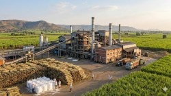 ऊस गाळप हंगाम अंतिम टप्प्यात