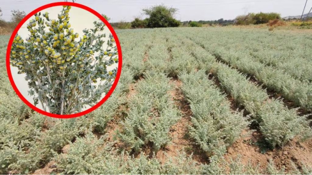 Davana farming in Jejuri Devmala Pune | Fragrant Davana herb for Lord Khandoba | Chaitra month Davana cultivation Maharashtra | Medicinal plants in Jejuri Pune district Davana farming in Jejuri Devmala Pune | Fragrant Davana herb for Lord Khandoba | Chaitra month Davana cultivation Maharashtra | Medicinal plants in Jejuri Pune district