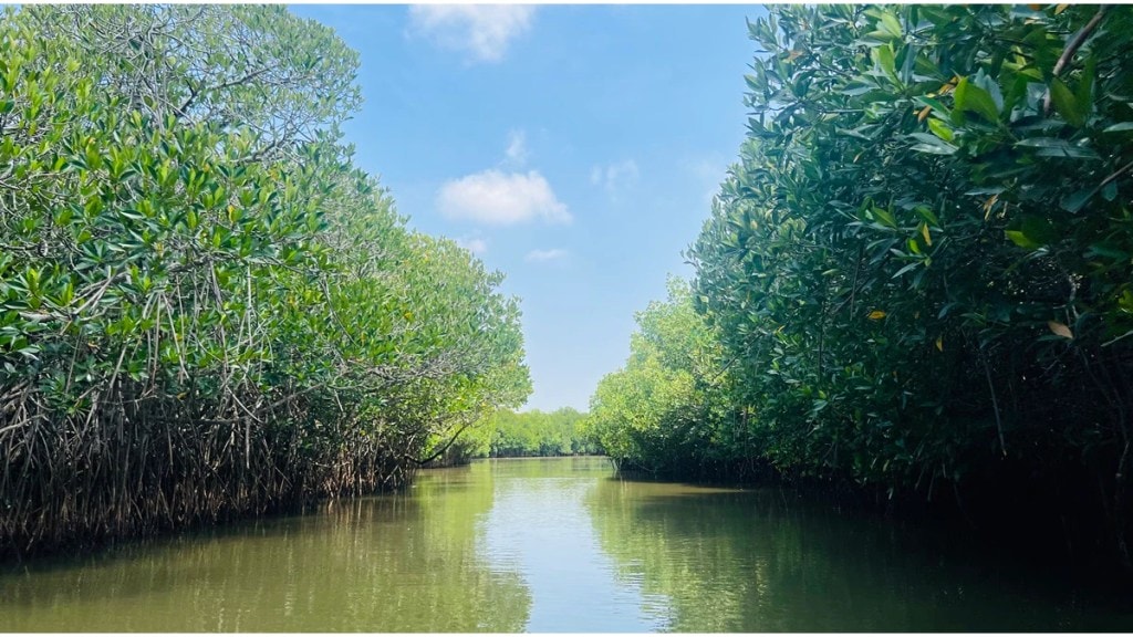 Mumbai Coastal Road Mangroves Cutting | Versova Dahisar Bhayandar Coastal Road Environment Issue | NatConnect Foundation Letter to PM Modi | Mumbai Mangroves Preservation News Mumbai Coastal Road Mangroves Cutting | Versova Dahisar Bhayandar Coastal Road Environment Issue | NatConnect Foundation Letter to PM Modi | Mumbai Mangroves Preservation News