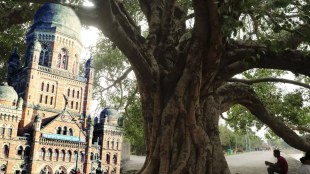 BMC Vruksha Sanjivani Abhiyan Mumbai | Tree conservation drive by Brihanmumbai Municipal Corporation | Removing nails and posters from trees Mumbai | Mumbai Garden Department tree protection initiatives