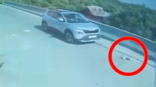 Vasai Killa Bandar Jetty dog accident case | Car driver crushes dog in Vasai West | Animal cruelty case Vasai police station | Viral CCTV video dog death Maharashtra