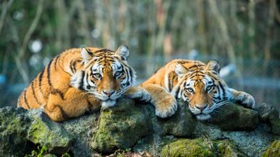 Tiger mortality data Maharashtra Forest Department | NTCA tiger death statistics discrepancy | Nagpur Bench High Court suo motu PIL tiger conservation | Wildlife conservation issues Maharashtra India