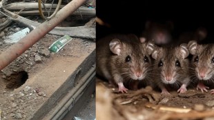 Rat Menace Mira Bhayandar