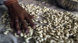 काजू प्रक्रिया उद्योगावर मोठे संकट?