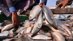 mumbai-fish-market-shortage-diesel-price-hike-fishermen-protest