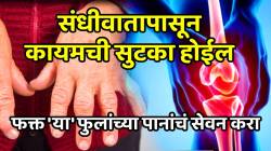 संधीवातापासून कायमची सुटका होईल; सांध्याची सूज व वेदना क्षणात संपेल, फक्त ‘या’ फुलांच्या पानांचं सेवन करा