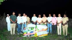 कर्जतमध्ये अफूची शेती; ४७.६४ लाखांची झाडे जप्त, एक अटक