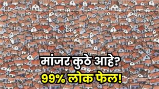 Hidden Cat Optical illusion