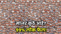Optical illusion: गरुडनजर असेल तरच सोडवा! फोटोमध्ये हुशारीने लपली आहे मांजर; ९९% लोकांना सापडली नाही, तुम्ही शोधू शकता का?