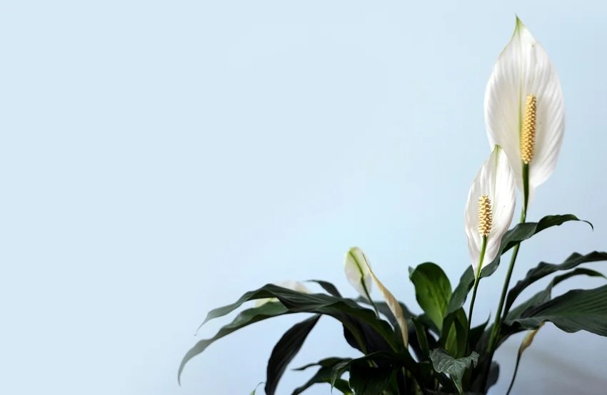 natural ways to beat heat at home indoor plants to keep house cool without AC