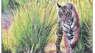 profit-vs-conservation-the-controversy-of-music-festivals-in-tiger-reserves