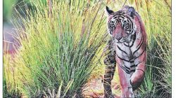 व्याघ्र प्रकल्पातूनही आपले लक्ष नफेखोरीकडेच?