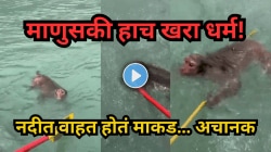 माणुसकी हाच खरा धर्म! खळखळत्या नदीत वाहत होतं माकड, पुढे जे घडलं ते पाहून अंगावर येईल काटा; VIDEO व्हायरल
