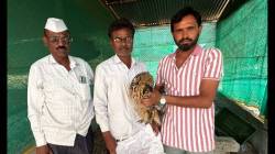 जखमी दुर्मिळ शृंगी घुबड उपचारानंतर पुन्हा निसर्गात!