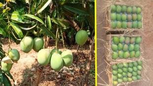 Ratnagiri Hapus Mango Export Impact | रत्नागिरी हापूस आंबा निर्यात आणि युद्ध