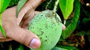 sindhudurg-mango-cashew-farmers-protest-at-collector-office-demand-natural-calamity-status