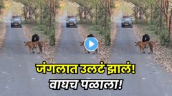 अस्वलानं पर्यटकांसमोरच केला वाघाचा मोठा ‘गेम’! अचानक असा डाव खेळला, की बलाढ्य वाघच पळाला; जंगलातील थरारक ट्विस्ट VIDEO मध्ये कैद
