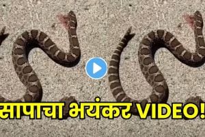 Internet Stunned by Viral Video of Snake Attacking Its Own Body After Decapitation, Know the Science Behind It