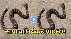 निसर्गाचा थरारक खेळ! मृत समजून जवळ जाऊ नका, कापलेलं डोकं… तरीही जिवंत साप? पण पुढे जे झालं VIDEO पाहून अंगावर येईल काटा!