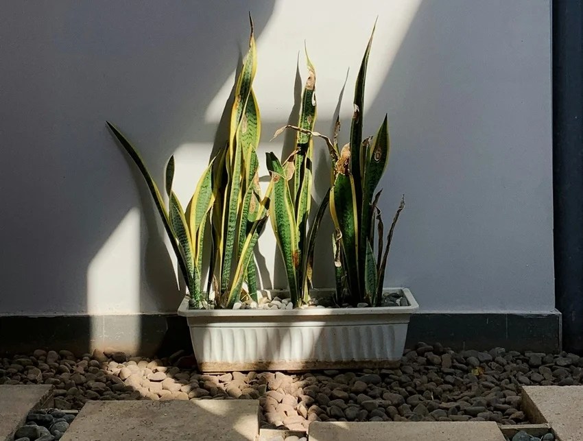 natural ways to beat heat at home indoor plants to keep house cool without AC