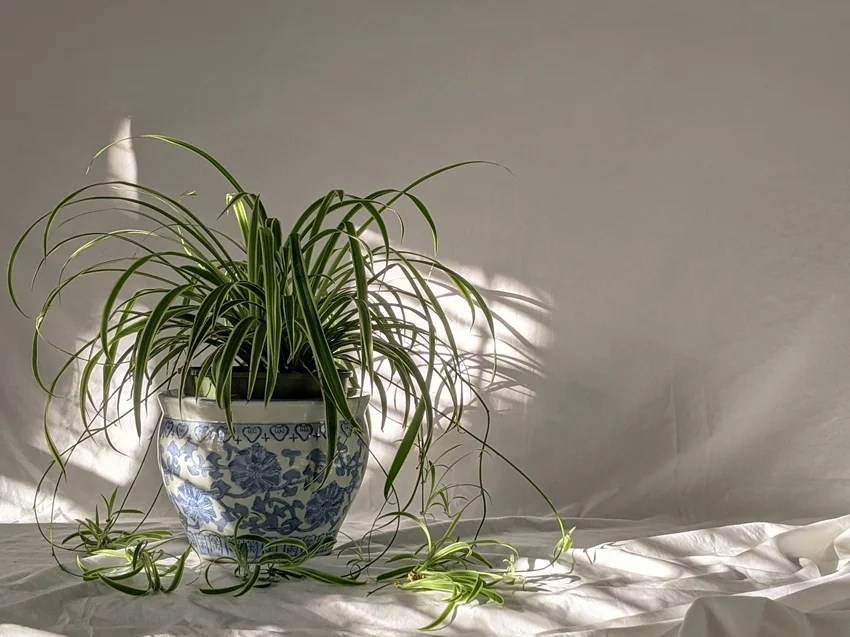 natural ways to beat heat at home indoor plants to keep house cool without AC