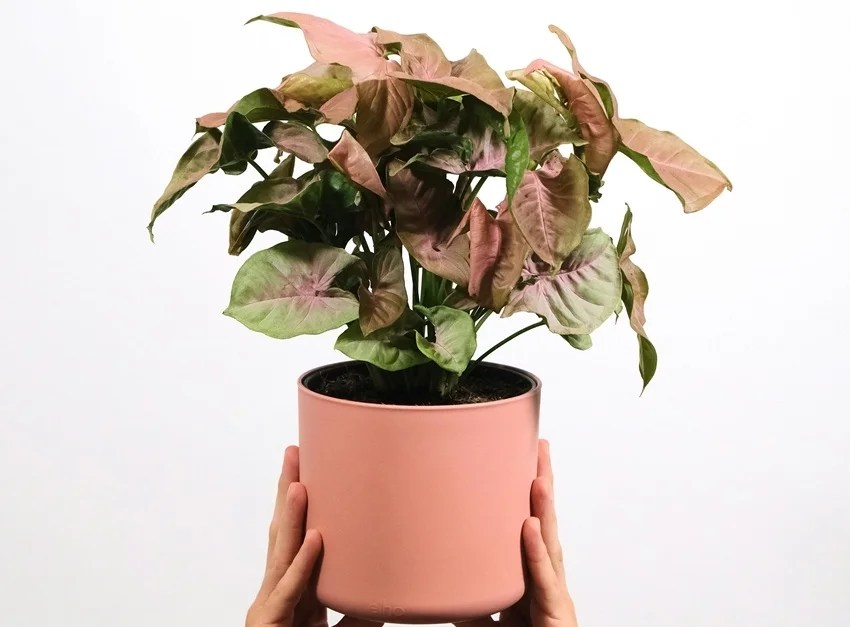 natural ways to beat heat at home indoor plants to keep house cool without AC