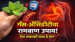 ब्लड शुगर झटक्यात होईल कमी, कोलेस्ट्रॉल वाढणार नाही! फक्त २ आठवडे ‘हे’ पान चावून खा; गॅस, अ‍ॅसिडीटी होईल गायब, सकाळी पोट पटकन साफ