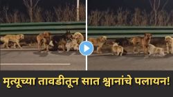 Seven Stolen Dogs Video: मृत्यूच्या विळख्यातून ७ ‘मुक्या जीवांचे’ पलायन! चोरट्यांच्या तावडीतून सुटका करुन ‘१७ किमी’ चालत गाठले मालकाचे घर, पाहा व्हिडीओ