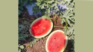pune-market-yard-watermelon-price-drop-ramzan-demand-seasonal-fruit-market-update pune