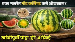 एका नजरेत गोड कलिंगड कसे ओळखाल? न कापता, न चाखता आधी ओळखा भेसळीची ‘ही’ ४ चिन्हे; नाहीतर पैसे वाया जाणार!