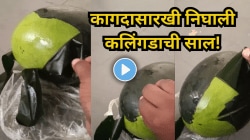 उन्हाळ्यात कलिंगड खाण्यापूर्वी हा व्हिडिओ पाहा! कागदासारखी निघते कलिंगडाची साल, धक्कादायक Video Viral