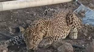 Injured Leopard Rescue Junnar | जुन्नर खामुंडी बिबट्या रेस्क्यू, वनविभाग पुणे, माणिकडोह केंद्र