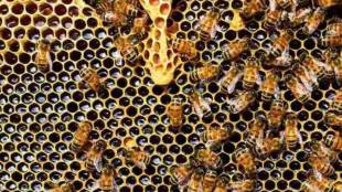 Nashik Honey Village Chakore Trimbakeshwar | नाशिक मधाचे गाव चाकोरे त्र्यंबकेश्वर खादी ग्रामोद्योग मंडळ