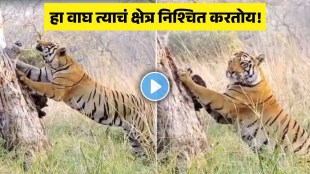 Tiger territory marking behavior Nagpur | वाघ आपली सीमा कशी ठरवतात नागपूर वन्यजीव